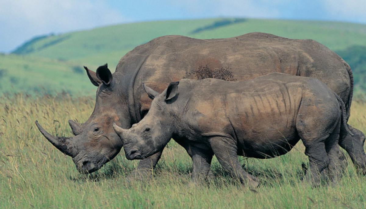 Rhino poaching continues in Kaziranga